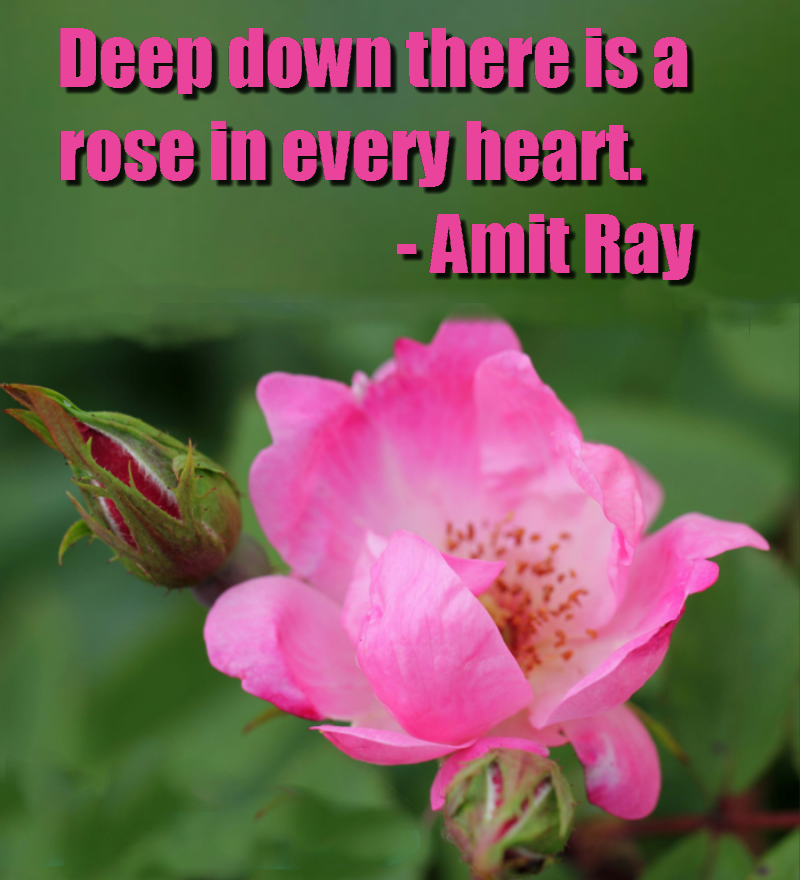 Day 4: Daily Teachings - Deep down there is a rose in every heart.