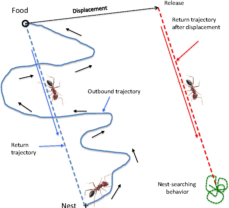 Navigation System for Blind People Using Artificial Intelligence
