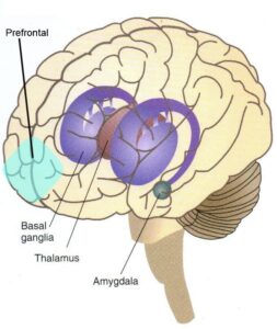 prefrontal amygdala and basal ganglia