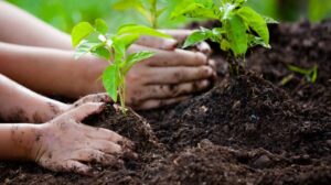 Planting a Trillion Trees to Fight Climate Change Scopes and Challenges