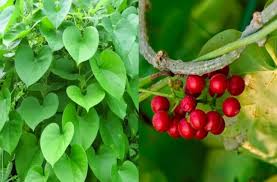 Herbs that Can Boost Your Immunity During COVID-19 Lockdown
