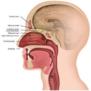 Nasal Passage for Oil Application