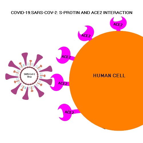 SARS-CoV-2 S-Protein binding to ACE2 Covid 19