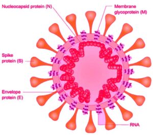 Spike Protein  S Protein of SAS-CoV-2 Virus