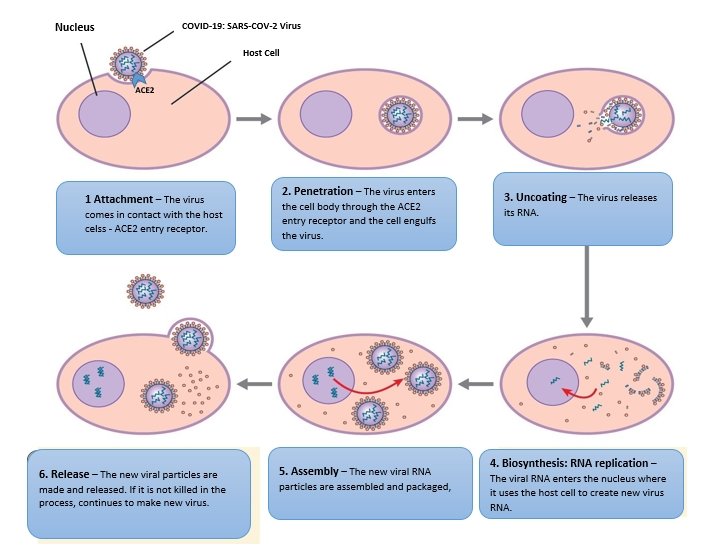 Life Cycle Analysis of Coronavirus (COVID-19) - The SARS-CoV-2 Virus