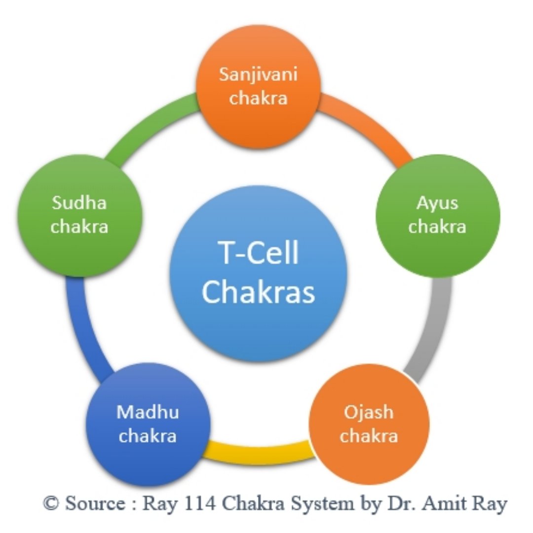 Immunity T-Cell Chakras Amit Ray Teachings