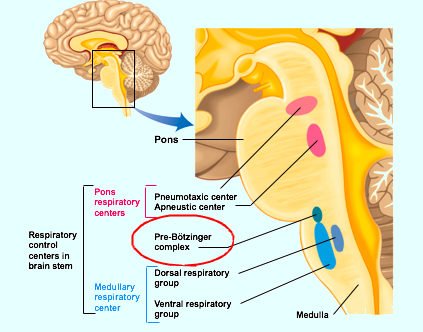 Respiratory Control Centers in Brain Stem