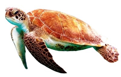 Tortoise Breathing