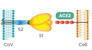 S Protein and ACE2 Binding