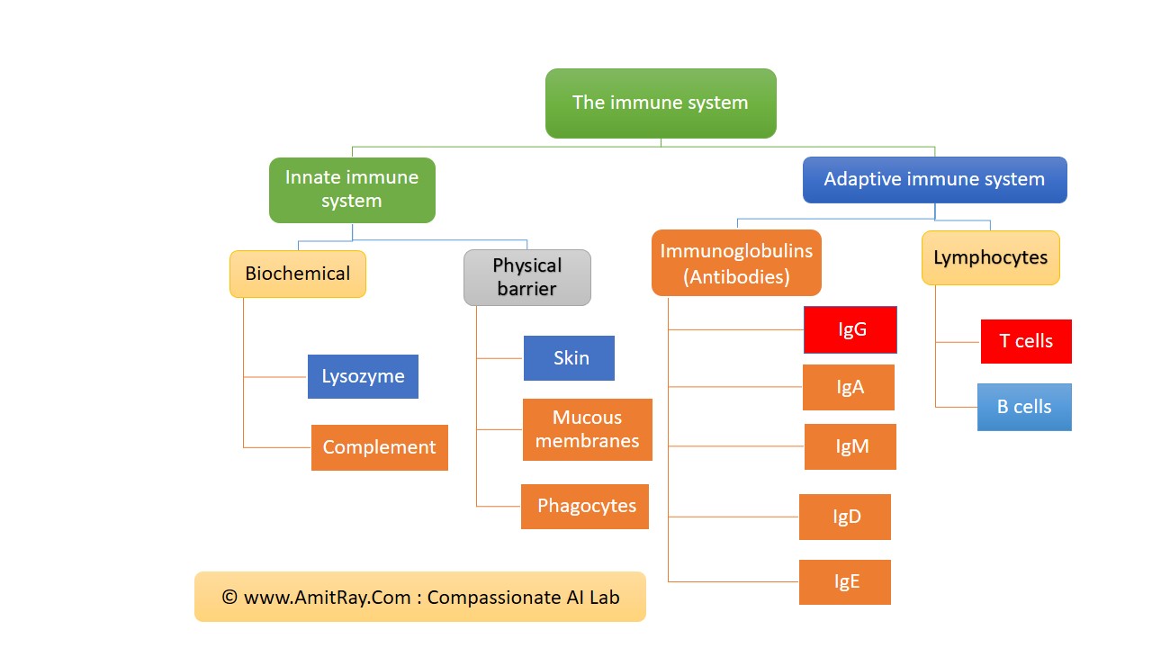 Human Immunity System and immunoglobulins Human Immunity System and immunoglobulins