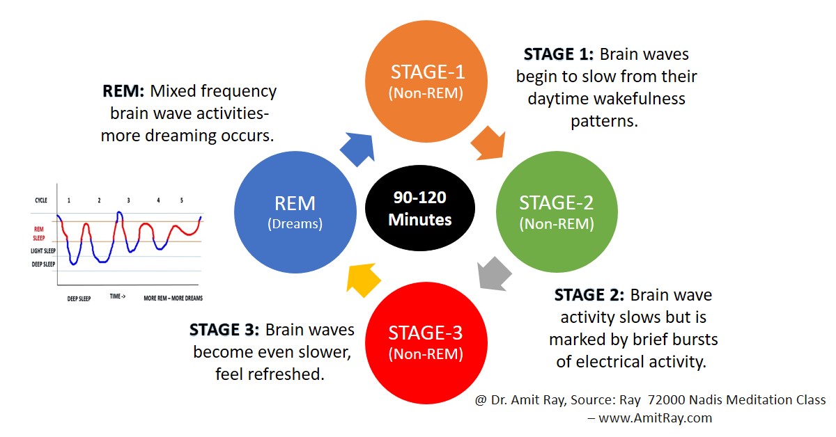 Sleep Cycle Stages REM and Non-REM Sleep Cycle Stages REM and Non-REM