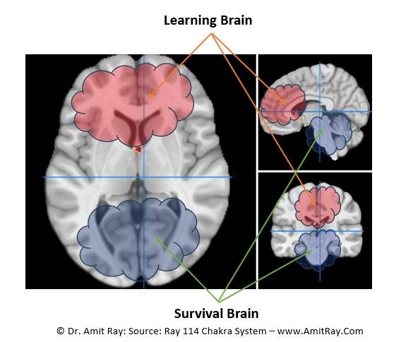 Moving from Survival Brain to Learning Brain Breathing Techniques
