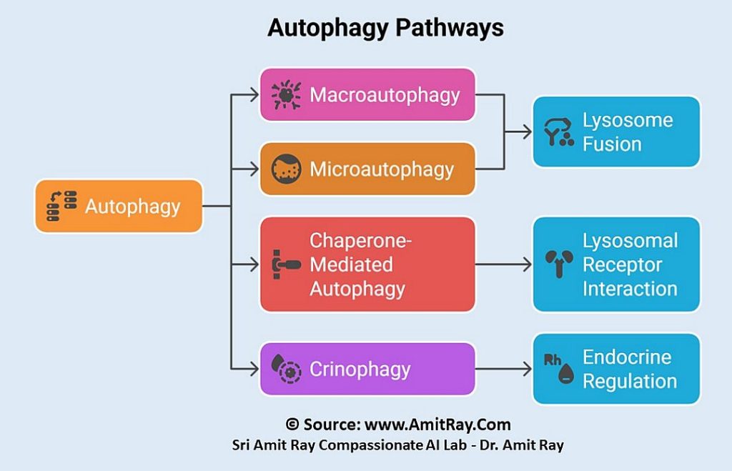 Autophagy During Fasting: Mathematical Modeling and Insights