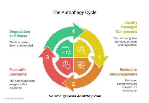 Autophagy in AI: Destructive vs. Constructive